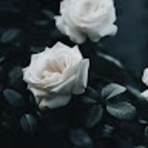 Meet your Posher, Rasha